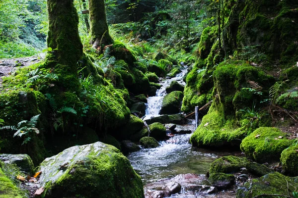 Bosque verde. Alemania bosque . Imágenes De Stock Sin Royalties Gratis