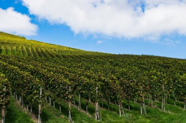 dağların eteklerinde bağ. Sonbahar