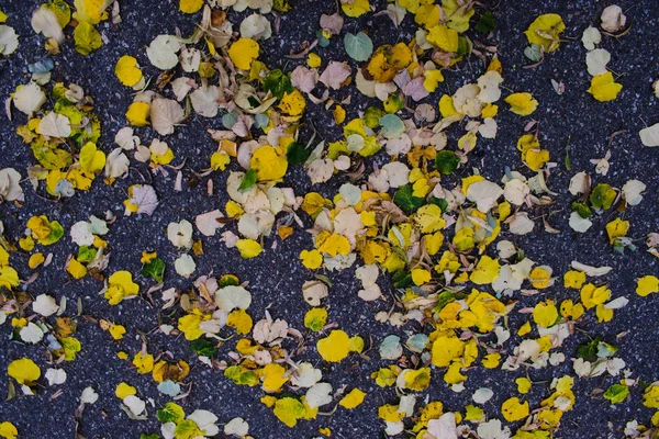 Orange autumn leaves on asphalt — Stock Photo, Image