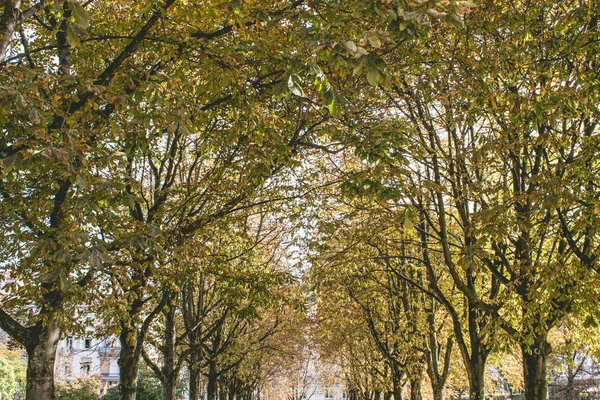 Beautiful autumn landscape at the morning park — Stock Photo, Image