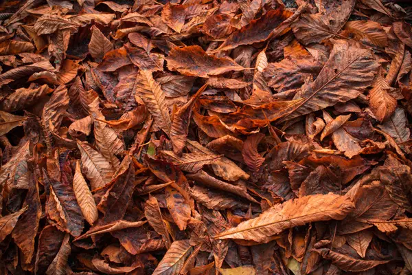 Fondo de hojas de otoño rojo y naranja — Foto de Stock