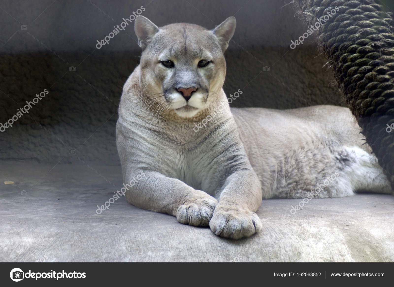 Puma color portrait — Stock Photo © Nevakalina #162063852