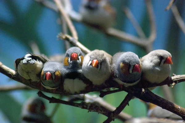 A group of birds portrait. Color photo