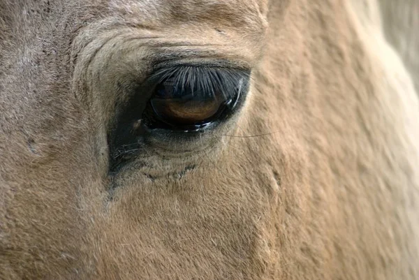 Eye of a brown horse close-up. Color photo.