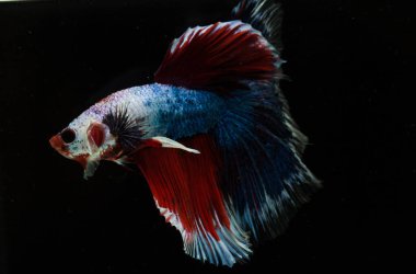 Güzel daha iyi balık