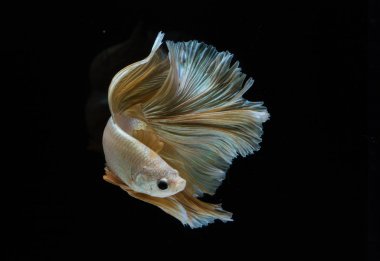 Güzel daha iyi balık