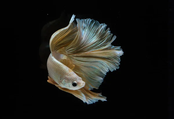 Bellissimo pesce Betta — Foto Stock