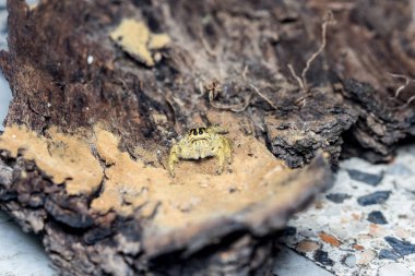 Şirin atlama örümcek