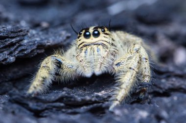 Şirin atlama örümcek