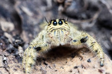 Şirin atlama örümcek