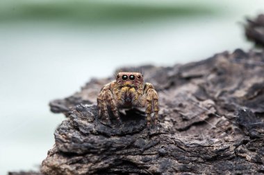 Şirin atlama örümcek