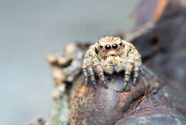 Şirin atlama örümcek