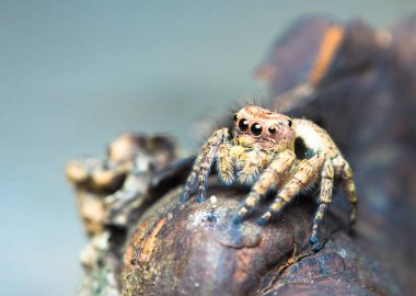 Şirin atlama örümcek