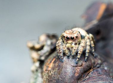 Şirin atlama örümcek