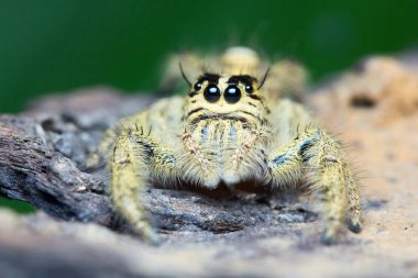 Şirin atlama örümcek