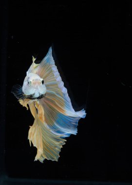 Güzel daha iyi balık