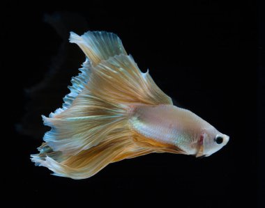 Güzel daha iyi balık