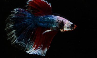 Güzel daha iyi balık