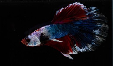 Güzel daha iyi balık