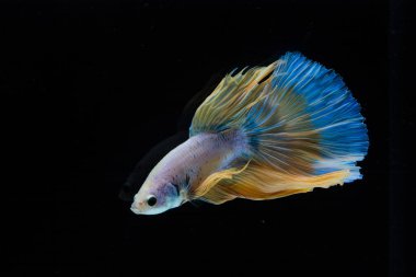 Güzel daha iyi balık