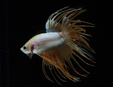 Güzel daha iyi balık