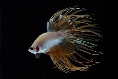 Güzel daha iyi balık