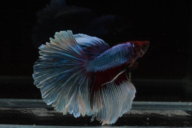 Güzel daha iyi balık