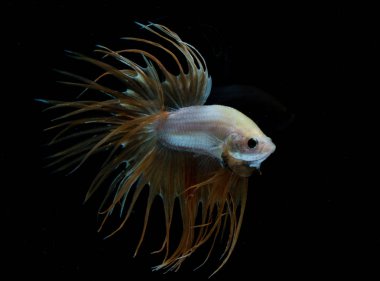 Güzel daha iyi balık