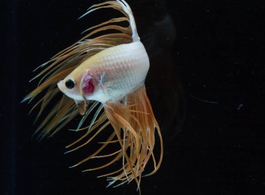 Güzel daha iyi balık