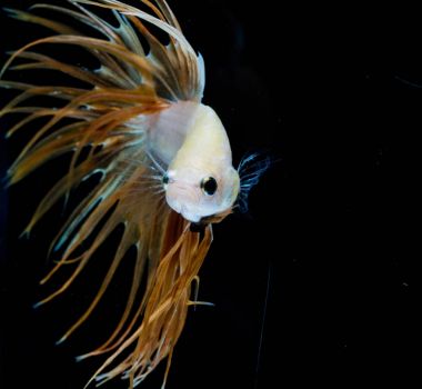 Güzel daha iyi balık