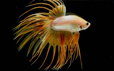 Güzel daha iyi balık