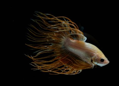 Güzel daha iyi balık