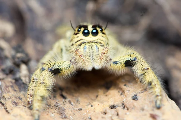 Şirin atlama örümcek