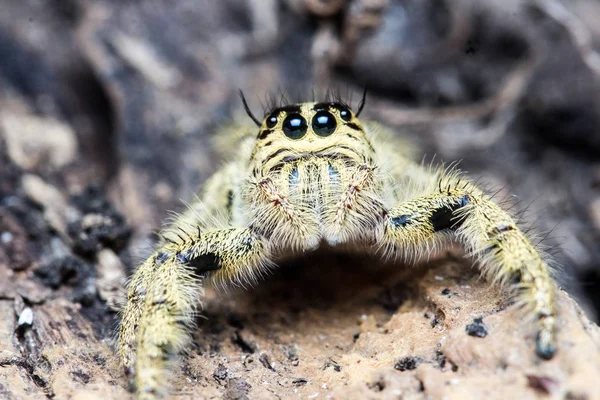 Şirin atlama örümcek