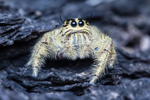 Şirin atlama örümcek