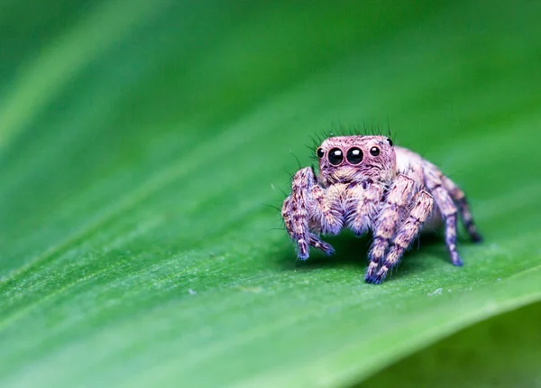 Милый паук-прыгун — стоковое фото