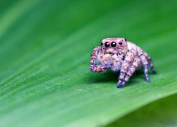 Милый паук-прыгун — стоковое фото