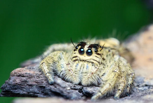 Şirin atlama örümcek