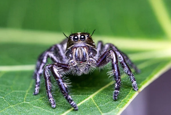 Şirin atlama örümcek