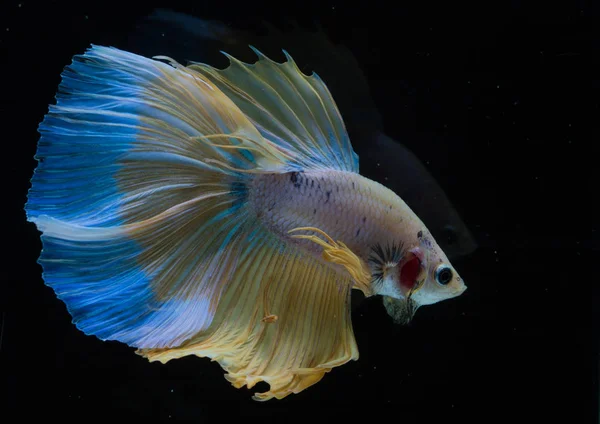 Bellissimo pesce Betta — Foto Stock