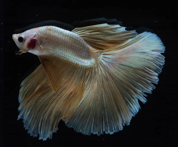 아름 다운 Betta 물고기 — 스톡 사진