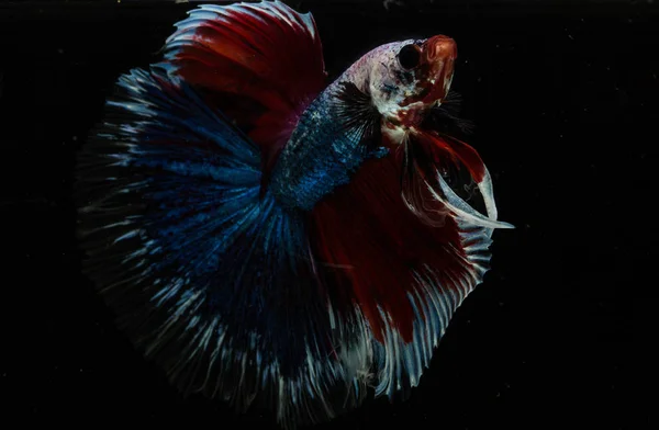 美しいベタの魚 — ストック写真