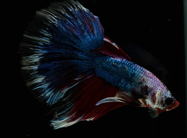 Güzel daha iyi balık