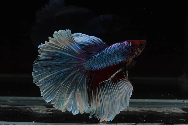 Güzel daha iyi balık