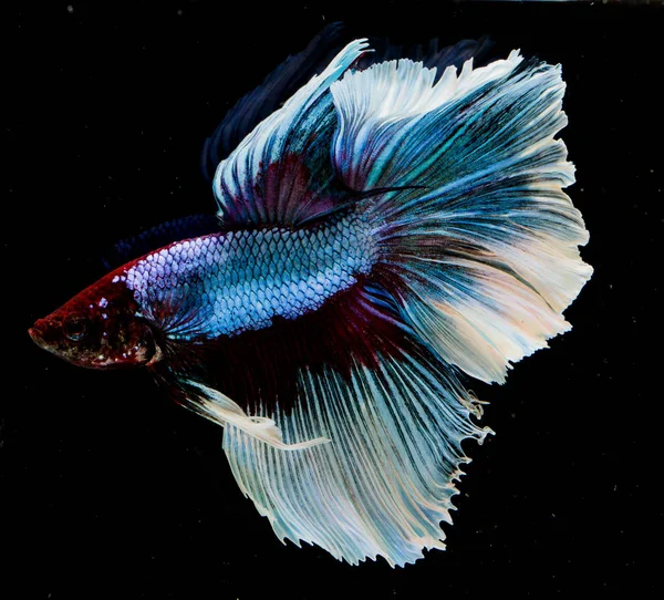 Bellissimo pesce Betta — Foto Stock