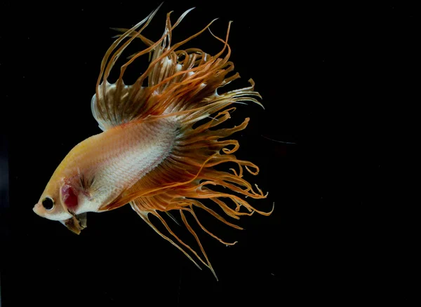 Bellissimo pesce Betta — Foto Stock