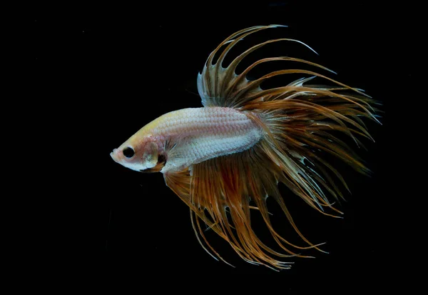 Bellissimo pesce Betta — Foto Stock