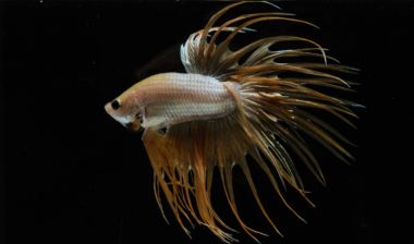 Güzel daha iyi balık