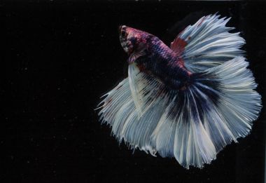 Güzel daha iyi balık