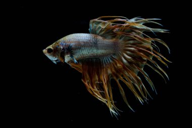 Güzel daha iyi balık